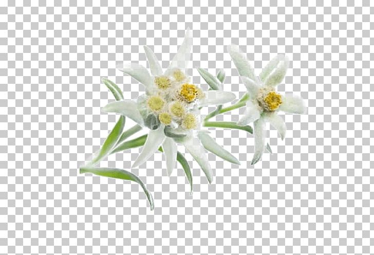 Computer Icons PNG, Clipart, Clip Art, Computer Icons, Daisy Family, Edelweiss, Email Free PNG Download