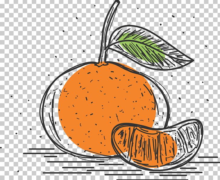 Mandarin Orange Pomelo Grapefruit Clementine PNG, Clipart, Cartoon Fruit, Cartoon Grapefruit, Citrus, Cuisine, Drawn Vector Free PNG Download