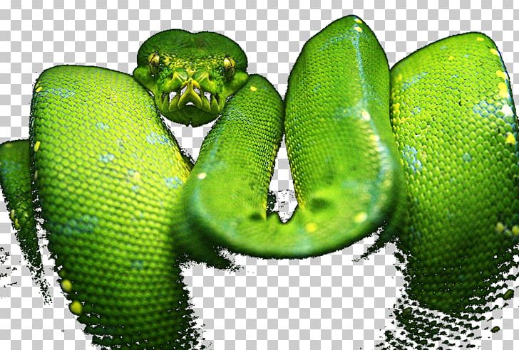 Western Green Mamba Snake Green Tree Python Yellow PNG, Clipart, 2015, Animals, Blue, Boas, Color Free PNG Download