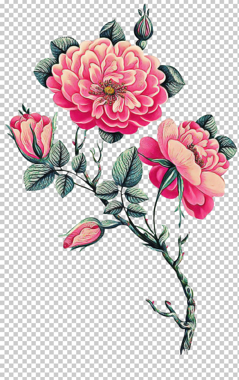 Floral Design PNG, Clipart, Cabbage Rose, Cut Flowers, Decal Supplier, Decaltransfarcom, Floral Design Free PNG Download