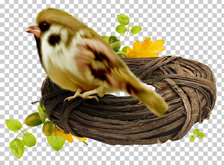 Bird Nest High-definition Television PNG, Clipart, 1080p, Animal, Animals, Ant Nest, Beak Free PNG Download