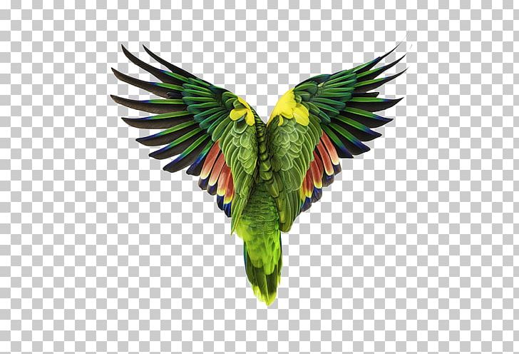 Bird Parrot Photography Photographer PNG, Clipart, Amazon Parrot, Andrew, Andrew Zuckerman, Animal, Animals Free PNG Download