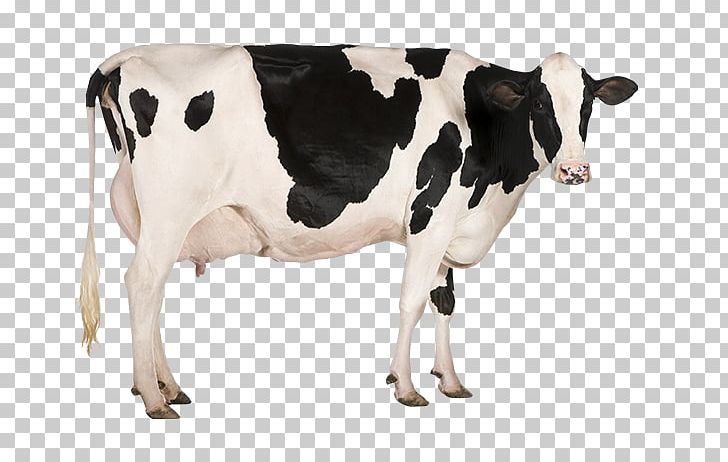 Holstein Friesian Cattle Jersey Cattle Stock Photography Dairy Farming Dairy Cattle PNG, Clipart, Calf, Cattle, Cattle Farming, Cattle Like Mammal, Cow Goat Family Free PNG Download
