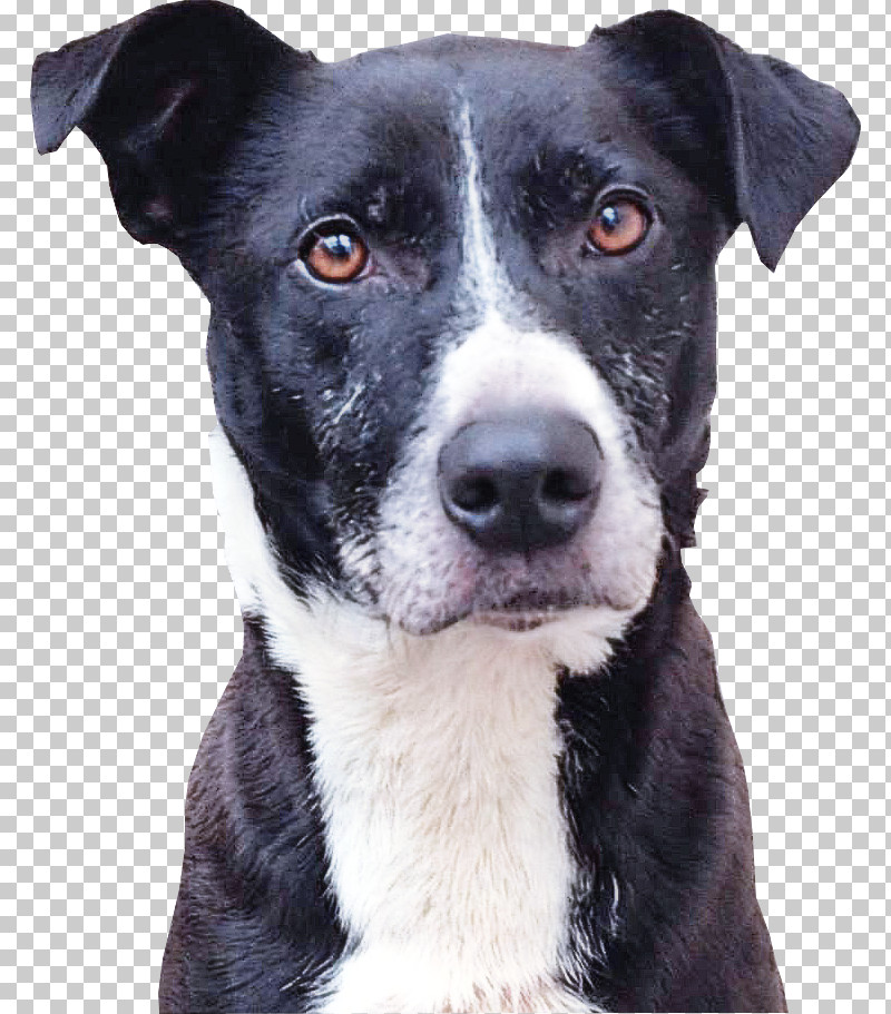 Border Collie PNG, Clipart, American Pit Bull Terrier, Border Collie, Dog, Feist, Labrador Retriever Free PNG Download