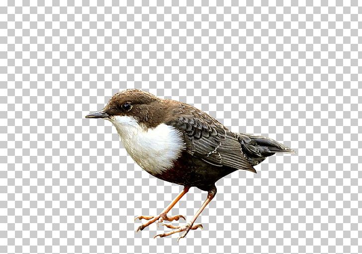 Bird Eurasian Magpie American Sparrows Reptile White-throated Dipper PNG, Clipart, American Sparrows, Animals, Beak, Bird, Cinclidae Free PNG Download