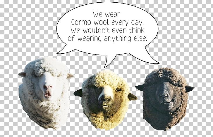 Cormo Wool Sheep Clothing Montana PNG, Clipart, Clothing, Colorado, Cormo, Cow Goat Family, Knitting Free PNG Download