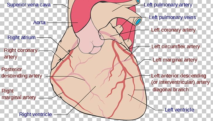 Coronary Circulation Right Coronary Artery Coronary Arteries Left Coronary Artery Coronary Artery Disease PNG, Clipart, Abdomen, Anatomy, Angle, Aorta, Cardiac Muscle Free PNG Download
