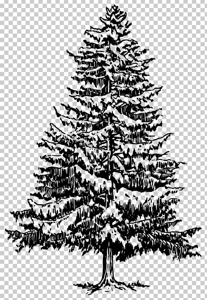 Pine Drawing Tree Evergreen PNG, Clipart, Art, Black And White, Black Pine, Branch, Christmas Decoration Free PNG Download