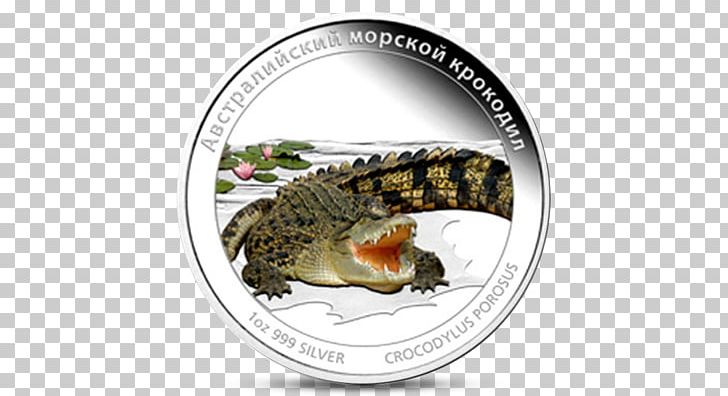 Reptile Animal Variation And Classification Saltwater Crocodile PNG, Clipart, Crocodile, Reptile, Saltwater Crocodile Free PNG Download