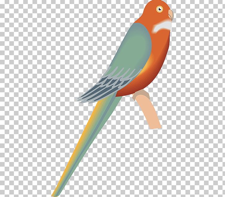 Bird Open Parrot PNG, Clipart, Beak, Bird, Common Pet Parakeet, Computer Icons, Download Free PNG Download