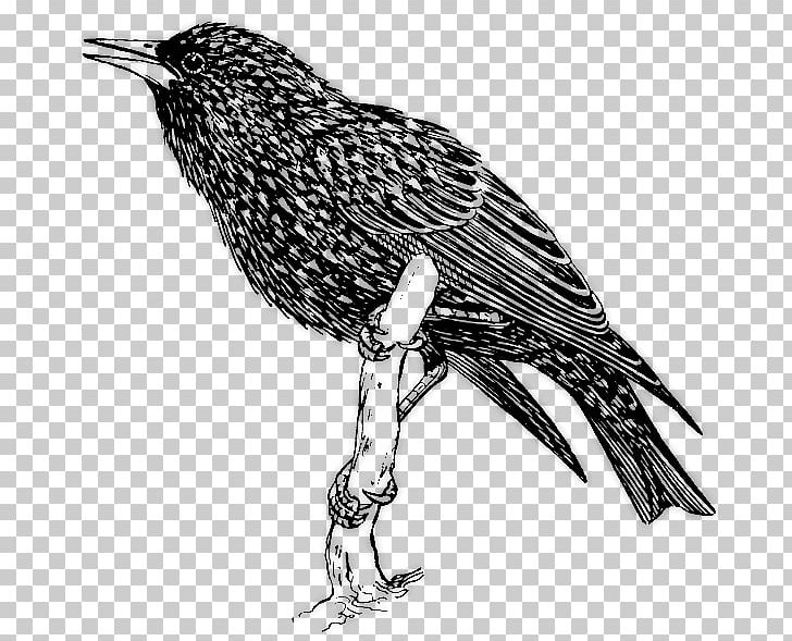 Common Starling Bird PNG, Clipart, American Crow, Animals, Art, Beak, Bird Free PNG Download