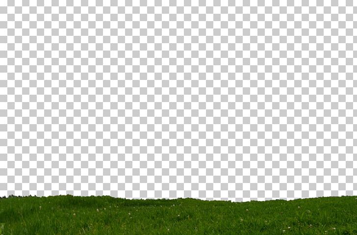 Lawn Ecoregion Land Lot Grassland Grasses PNG, Clipart, Ecoregion, Ecosystem, Family, Field, Grass Free PNG Download