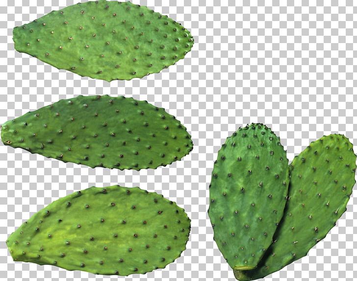 Cactaceae PNG, Clipart, Barbary Fig, Cactaceae, Cactus, Caryophyllales, Clip Art Free PNG Download