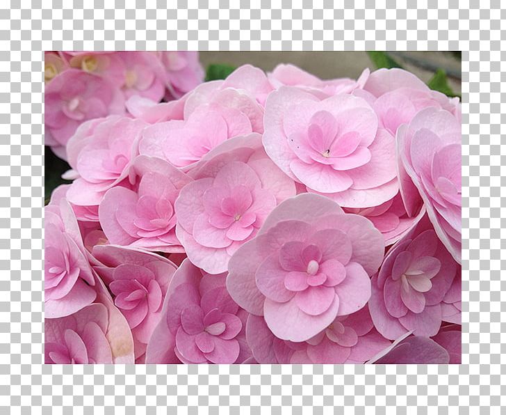 French Hydrangea Hydrangea Arborescens Chelsea Flower Show Shrub PNG, Clipart, Artificial Flower, Begonia, Chelsea Flower Show, Color, Cornales Free PNG Download
