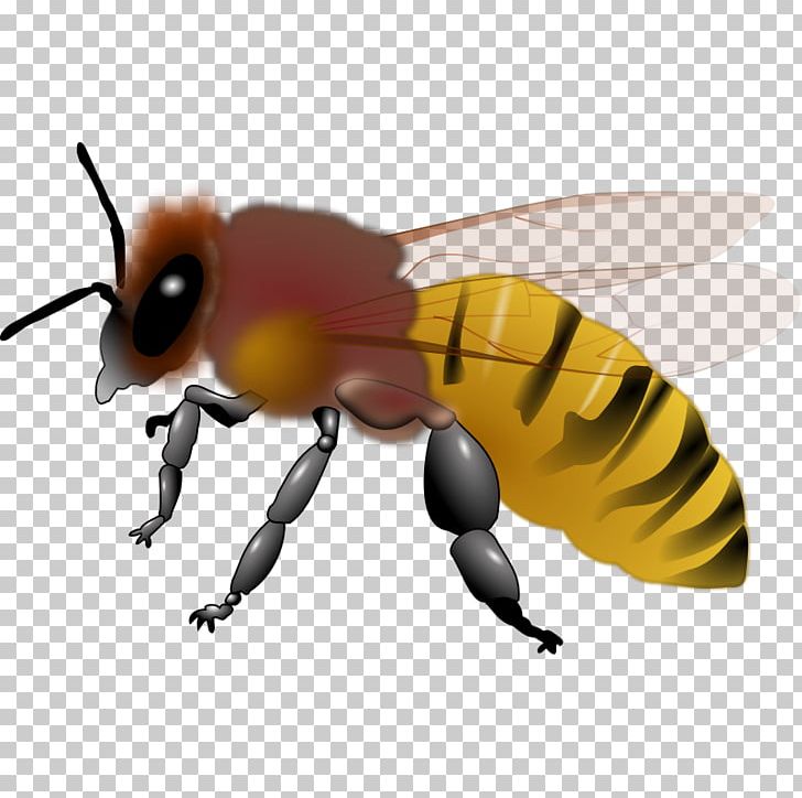 Honey Bee Maya PNG, Clipart, Arthropod, Bee, Bee Free Honee, Beehive, Bumblebee Free PNG Download