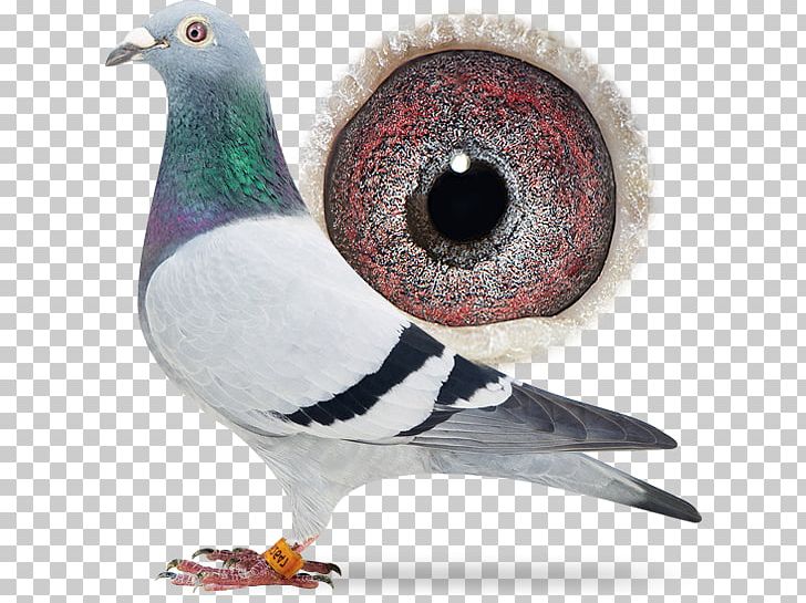 Racing Homer Columbidae Pigeon Racing Beak Porsche PNG, Clipart, Animal, Beak, Bird, Bourges, Chimay Free PNG Download