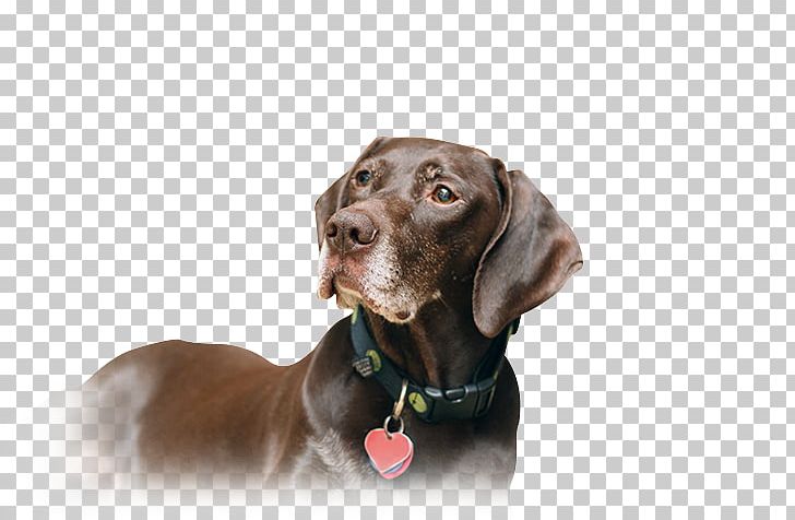 Labrador Retriever Weimaraner Puppy German Shorthaired Pointer German Wirehaired Pointer PNG, Clipart, Breed, Dog, Dog Breed, Dog Like Mammal, Flatcoated Retriever Free PNG Download