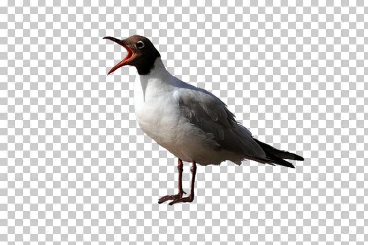 Seabird Wader PNG, Clipart, Beak, Bird, Charadriiformes, Fauna, Feather Free PNG Download