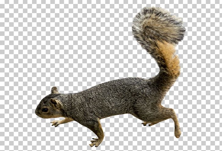 Squirrel Scrat PNG, Clipart, American Red Squirrel, Animals, Computer Icons, Deco, Douglas Squirrel Free PNG Download