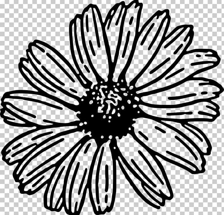 Transvaal Daisy Daisy Family Common Daisy PNG, Clipart, Black, Black And White, Can Stock Photo, Chrysanths, Circle Free PNG Download