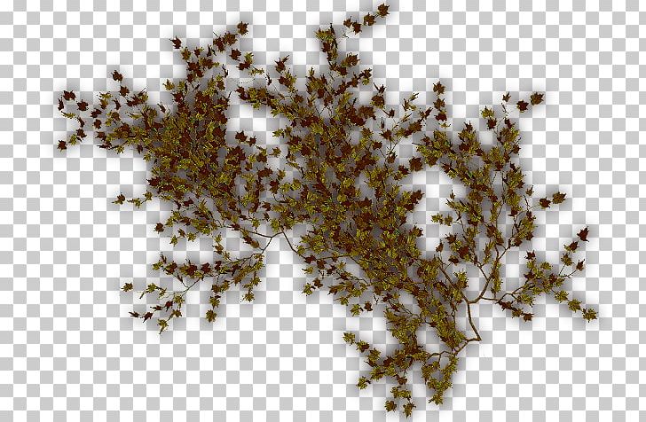 Tree Vine Liana Ivy Cyphostemma Juttae PNG, Clipart, Deviantart, Download, Grape, Herb, Insect Free PNG Download