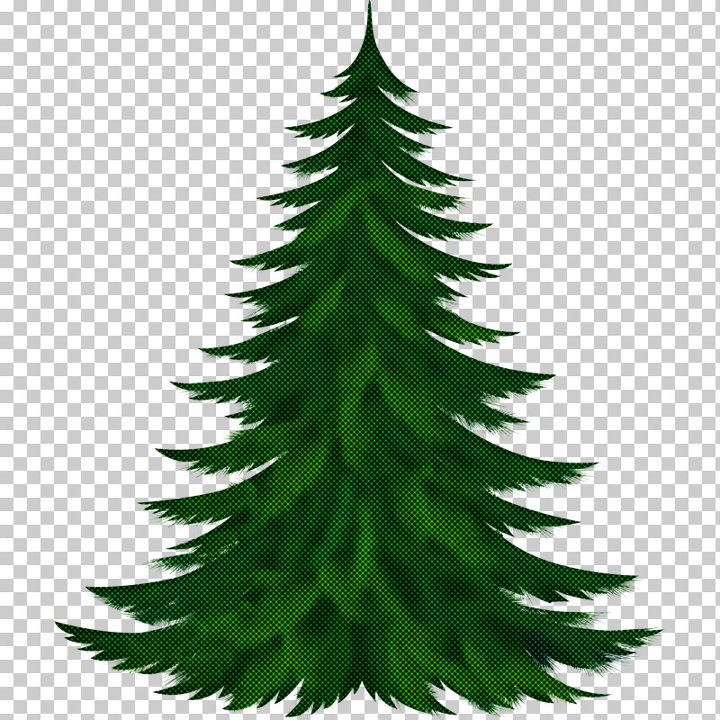Shortleaf Black Spruce Yellow Fir Oregon Pine White Pine Balsam Fir PNG, Clipart, American Larch, Balsam Fir, Colorado Spruce, Leaf, Oregon Pine Free PNG Download