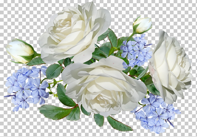 Garden Roses PNG, Clipart, Artificial Flower, Blue Rose, Cabbage Rose, Cut Flowers, Floral Design Free PNG Download