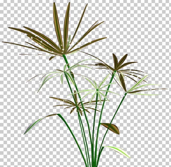 Aquatic Plants Algae Seaweed PNG, Clipart, Aquatic Plants, Arecales, Drawing, Flora, Flower Free PNG Download