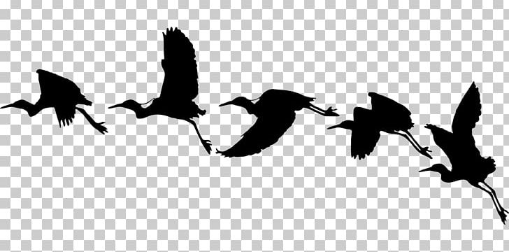 Bird Flight Bird Flight Silhouette Swallow PNG, Clipart, Animal Migration, Animals, Bird, Bird Flight, Bird Migration Free PNG Download