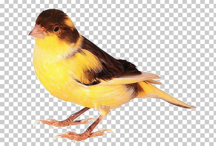 Budgerigar Bird Parrot Chew Toy PNG, Clipart, American Sparrows, Animal Bite, Animals, Beak, Bird Free PNG Download