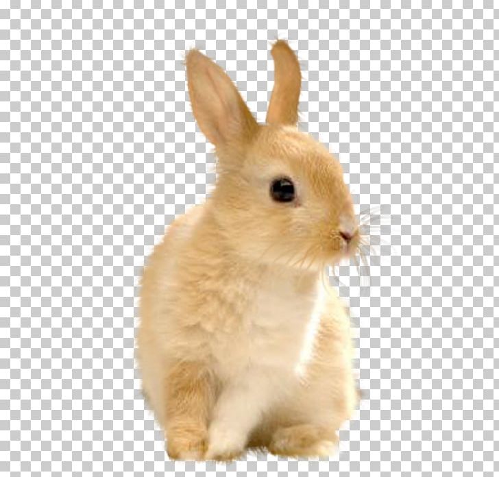Domestic Rabbit European Rabbit Easter Bunny Hare PNG, Clipart, Animal, Animals, Bunny, Bunny Rabbit, Domestic Rabbit Free PNG Download