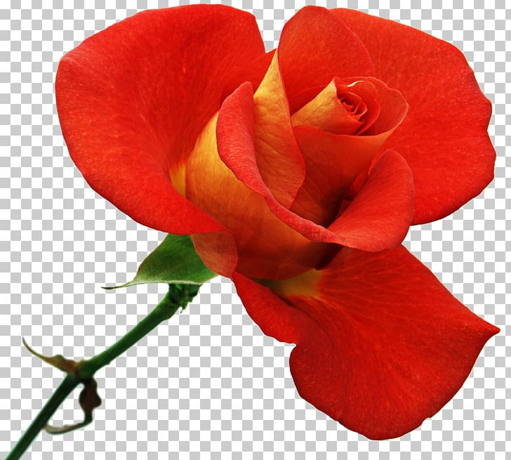Garden Roses Flower PNG, Clipart, Bud, China Rose, Closeup, Cut Flowers, Desktop Wallpaper Free PNG Download