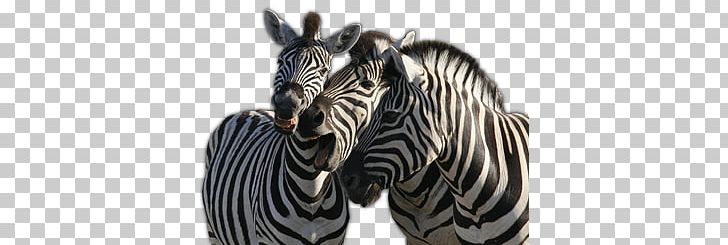 Zebra PNG, Clipart, Zebra Free PNG Download
