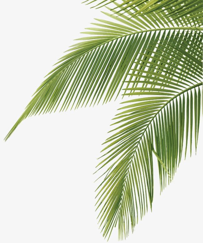 Coconut Leaves Green PNG, Clipart, Coconut Clipart, Details, Green, Green Clipart, Leaves Free PNG Download