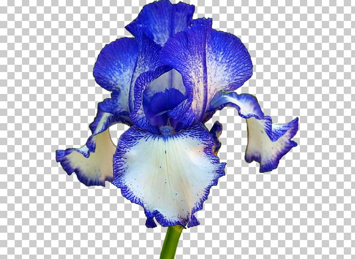 Orris Root Flower Iris Croatica Sweet Iris PNG, Clipart, Blue, Blue Iris, Cut Flowers, Flower, Flowering Free PNG Download