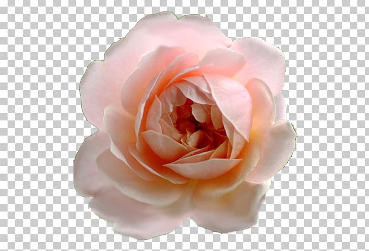 Garden Roses Cabbage Rose Floribunda Cut Flowers Petal PNG, Clipart, China Rose, Chinese Cuisine, Closeup, Cut Flowers, Floribunda Free PNG Download