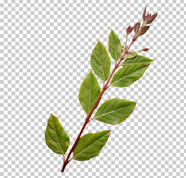 Twig Horse Plant Stem Leaf Herb PNG, Clipart, Animals, Branch, Herb, Horse, Leaf Free PNG Download