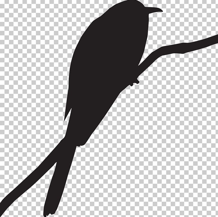 Bird Cornell Lab Of Ornithology Greater Roadrunner Portable Network Graphics PNG, Clipart, All About Birds, Beak, Bird, Black, Black And White Free PNG Download