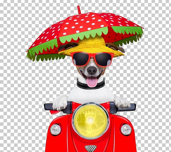 Jack Russell Terrier Puppy Scooter Motorcycle Stock Photography PNG, Clipart, Animals, Bicycle, Car, Car Accident, Car Parts Free PNG Download