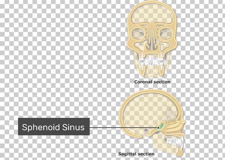 Paranasal Sinuses Ethmoid Sinus Ethmoid Bone Nasal Cavity PNG, Clipart, Bone, Ear, Ethmoid Bone, Ethmoid Sinus, Jaw Free PNG Download