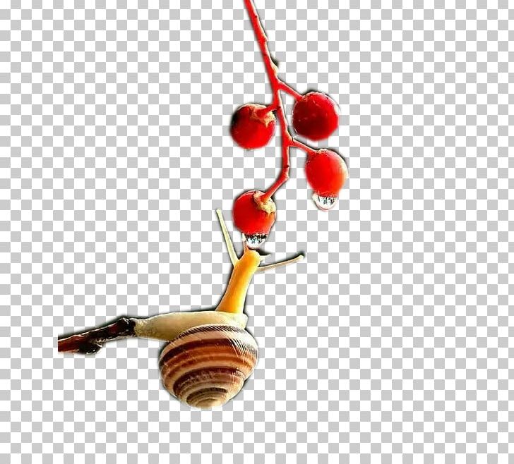 Snail PNG, Clipart, Adobe Illustrator, Animals, Cartoon, Cute, Cute Animal Free PNG Download
