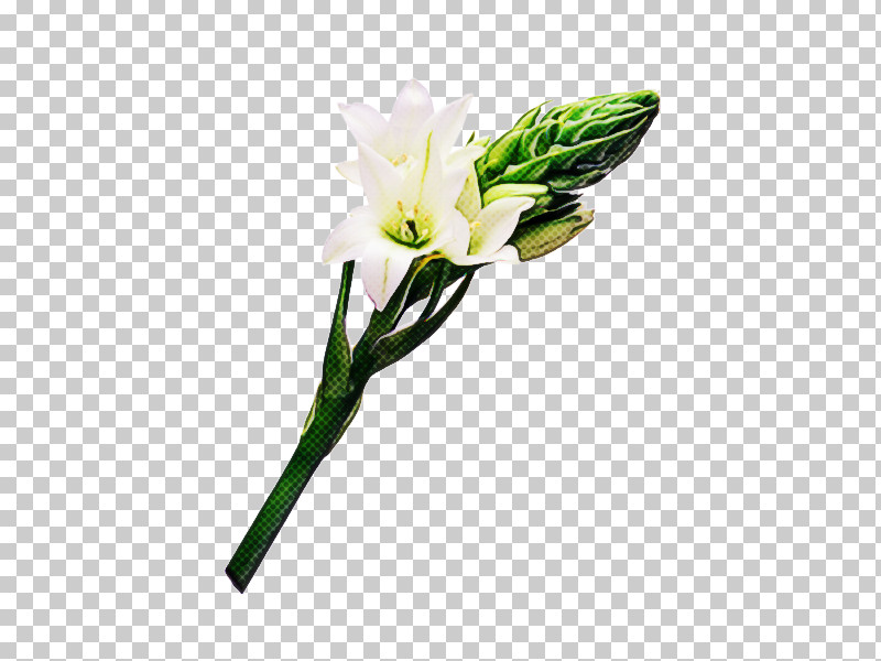 Floral Design PNG, Clipart, Cut Flowers, Easter Lily, Floral Design, Floristry, Flower Free PNG Download