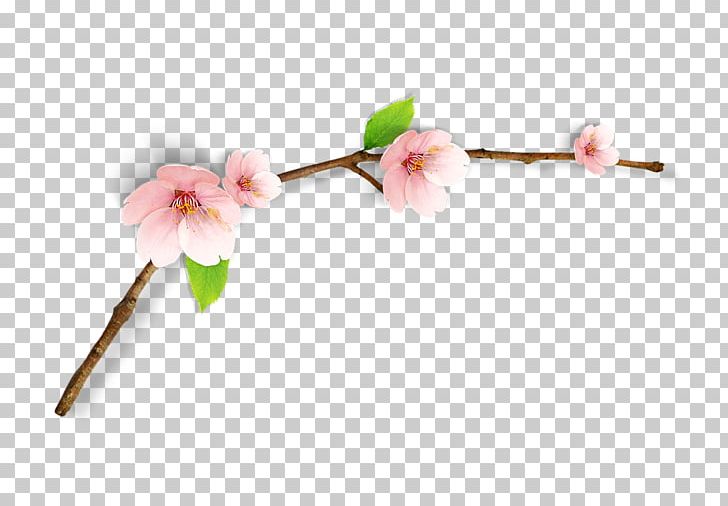 Cherry Blossom PNG, Clipart, Beautifully, Blossom, Branch, Branches, Branches Vector Free PNG Download