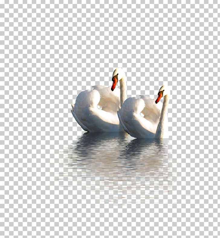 Cygnini Swan Goose Duck Domestic Goose PNG, Clipart, Animal, Animals, Anser, Beak, Bird Free PNG Download