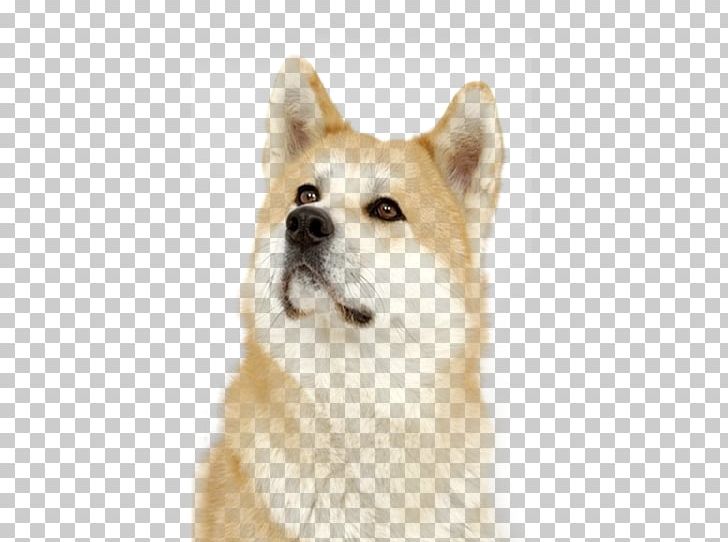 Dog Breed Norwegian Buhund Akita Canaan Dog Icelandic Sheepdog PNG, Clipart, Akita, Akita Inu, Breed, Canaan Dog, Carnivoran Free PNG Download