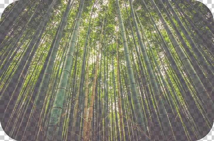 Bamboo Nature Natural Environment Natural Resource Plants PNG, Clipart, Bamboo, Bamboo Bicycle, Bambu, Bambusa, Conservation Free PNG Download