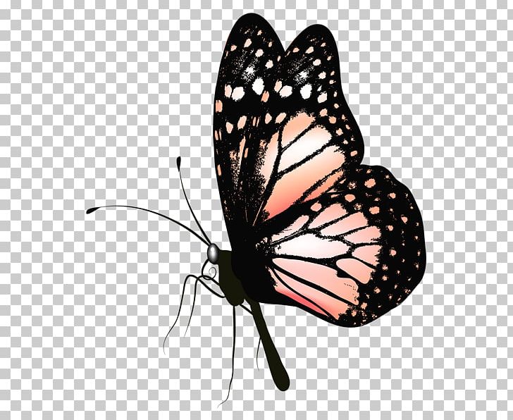 Butterfly PNG, Clipart, Apng, Arthropod, Brush Footed Butterfly, Butterfly, Color Free PNG Download