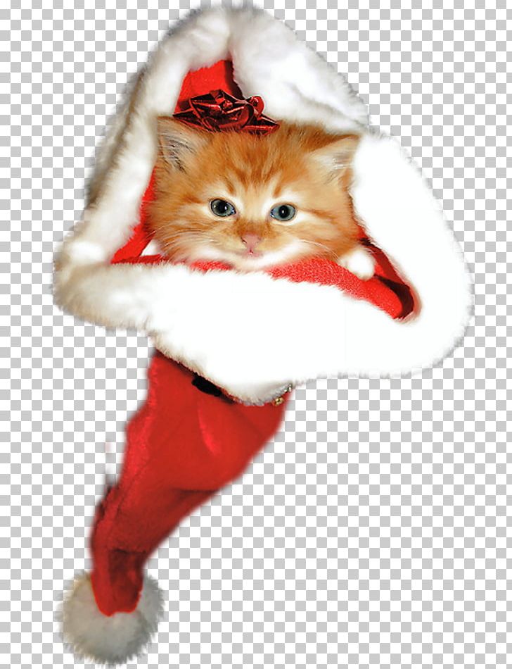 Kitten Whiskers Christmas Ornament Paw PNG, Clipart, Animals, Carnivoran, Cat, Cat Like Mammal, Character Free PNG Download