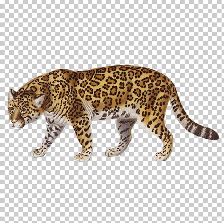 Kruger National Park Nxai Pan National Park Londolozi Private Game Reserve Makgadikgadi Pan PNG, Clipart, Animal, Animals, Big Cats, Carnivoran, Cat Like Mammal Free PNG Download