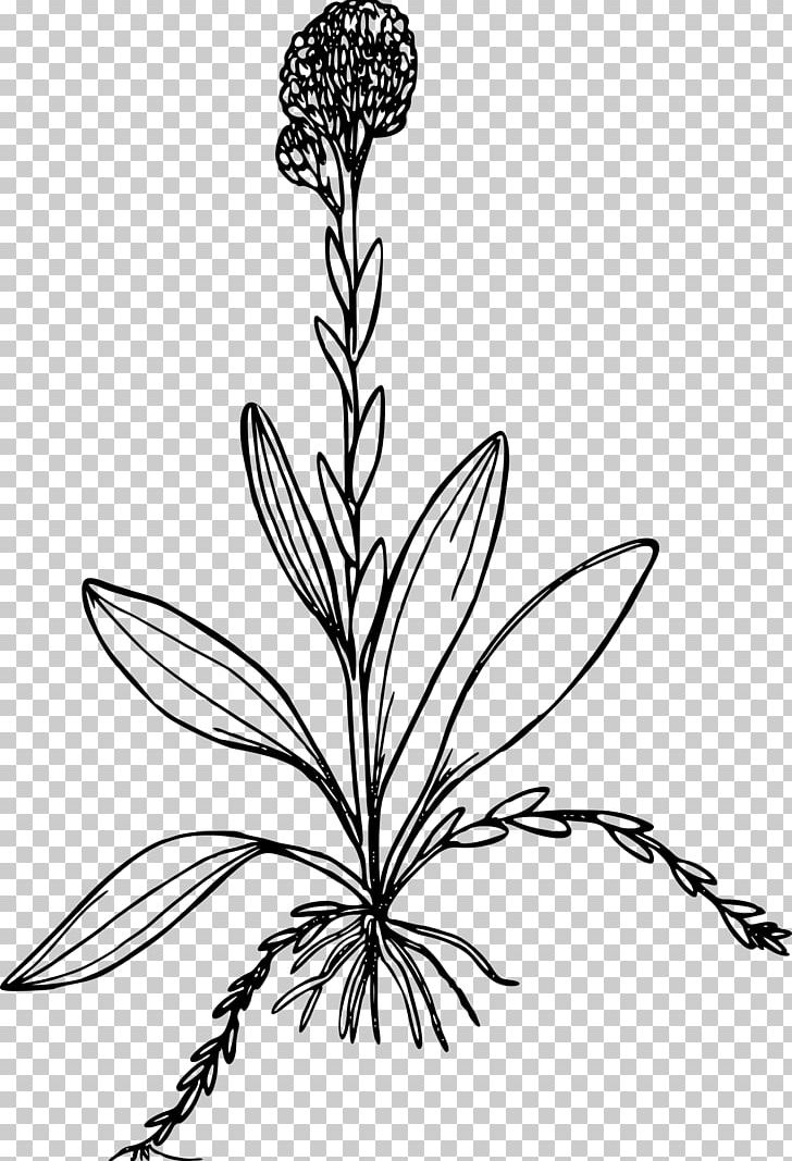 Line Art Drawing PNG, Clipart, Artwork, Black And White, Branch, Drawing, Flora Free PNG Download